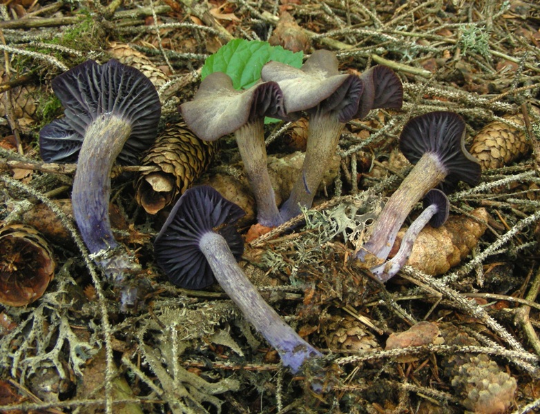 Facciamo due passi tra gli abeti